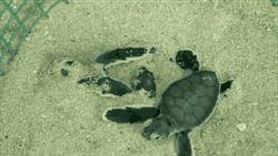 Cute Turtle Babies Hatching From Sand GIF