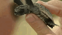 Cute Turtle Baby Flailing Flippers GIF