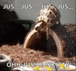 Cute Turtle Funny Faceplant Fall GIF