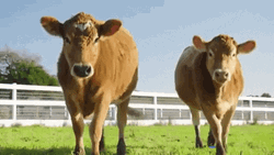 Cute Two Farm Cows Walking