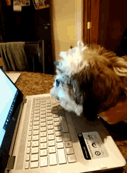 Cute Typing Dog