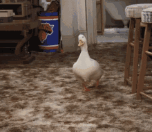 Cute Walking Duck Apartment Friends Sitcom GIF