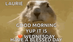 Cute Wednesday Animal Eating Bubblegum GIF