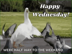 Cute Wednesday Dancing Animals GIF