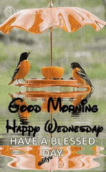 Cute Wednesday With Adorable Animals GIF
