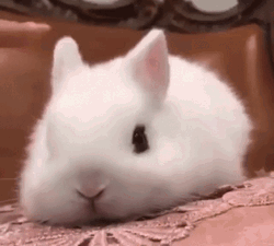 Cute White Baby Bunny Gentle Caress GIF