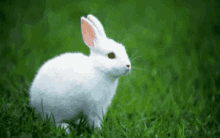 Cute White Bunny In The Grass GIF