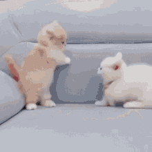 Cute White Cat Fighting  GIF