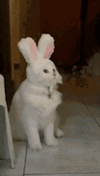 Cute White Cat Rabbit Head Bow GIF
