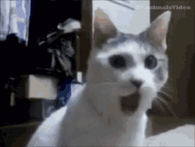 Cute White Cat Surprised Face GIF