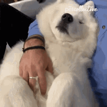 Cute White Dog Hug GIF