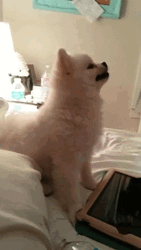 Cute White Dog Sneeze GIF