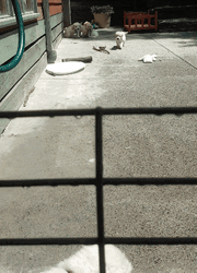 Cute White Dogs Called For Lunch Time  GIF