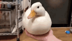 Cute White Duck Nice Meme GIF