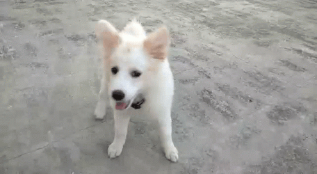 Cute White Puppy Chasing Tail GIF
