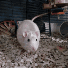 Cute White Rat Camera Playful GIF
