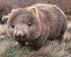 Cute Wombat Chewing Gum GIF