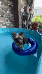 Cute Yorkie Dogpool GIF