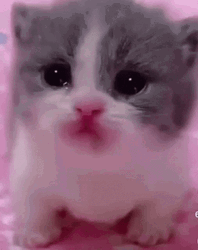 Cutie Face Of Crying Cat GIF
