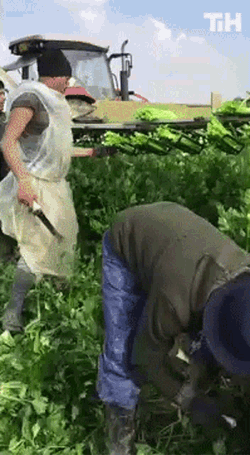 Cutting Vegetables This Is Happening GIF