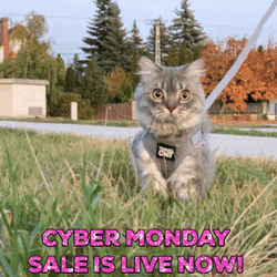 Cyber Monday Sale Live Now Cats Compilation