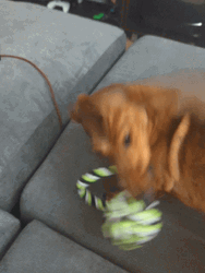 Dachshund Attacking Dog Toy GIF