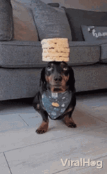 Dachshund Balancing Pile GIF