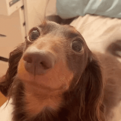 Dachshund Close-Up Looking Up At Camera GIF