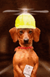 Dachshund Dog Flying Helmet GIF