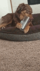Dachshund Dog Lick Glass GIF