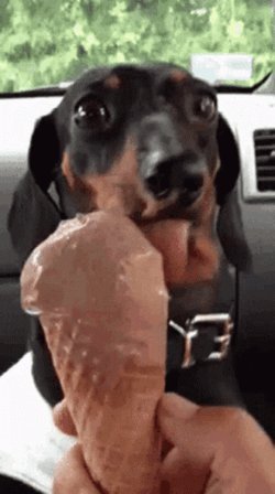 Dachshund Dog Licking Ice Cream GIF