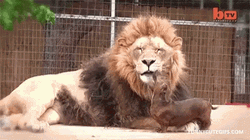 Dachshund Dog Licking Lion GIF