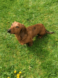 Dachshund Dog Looking Up GIF