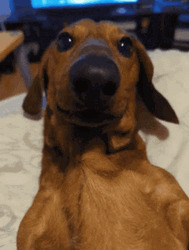 Dachshund Dog Nose GIF