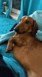 Dachshund Dog Tongue Out GIF