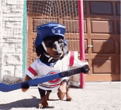 Dachshund Dressed As Hockey Player GIF
