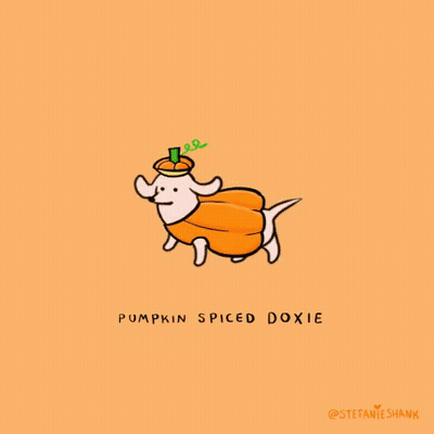 Dachshund Dressed As Pumpkin With Pumpkin Hat GIF