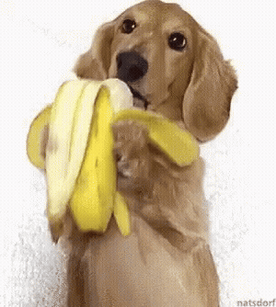 Dachshund Eating Banana With Mouth Open GIF