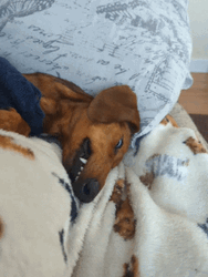 Dachshund Eye Rolling Sleeping GIF