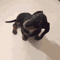 Dachshund Head Rotating GIF