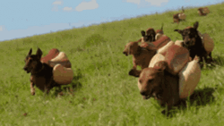 Dachshund Hotdog Sandwich Running On Field GIF
