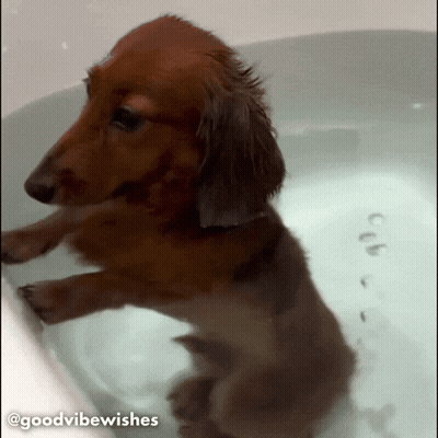 Dachshund In Bathtub Good Vibe Wishes GIF