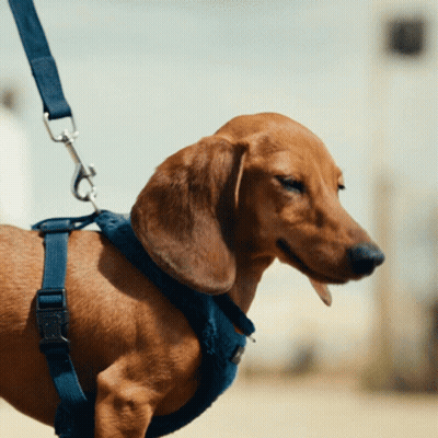 Dachshund In Blue Harness Looking To Side GIF