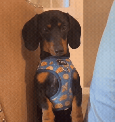 Dachshund in Harness Sitting on Chair Next to Person