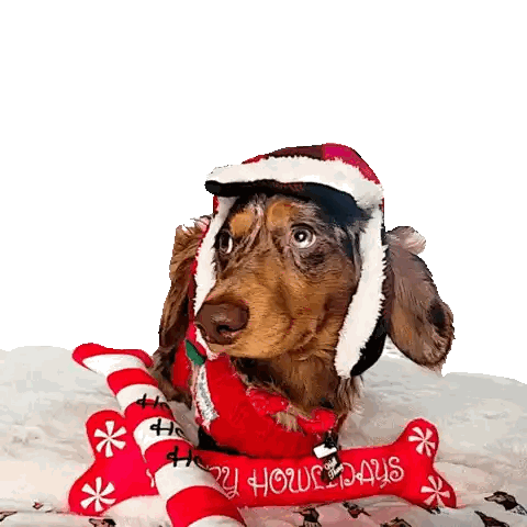 Dachshund In Santa Hat Lying On Blanket Sticker