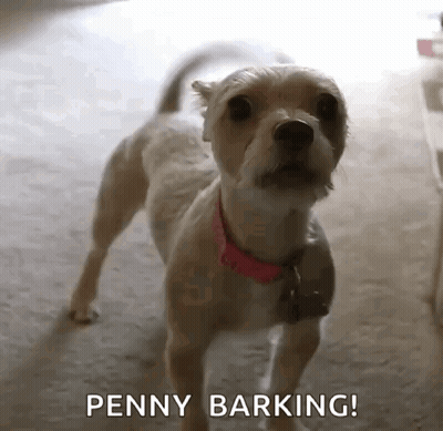 Dachshund In Seahawks Gear Saying Put Me In Coach GIF