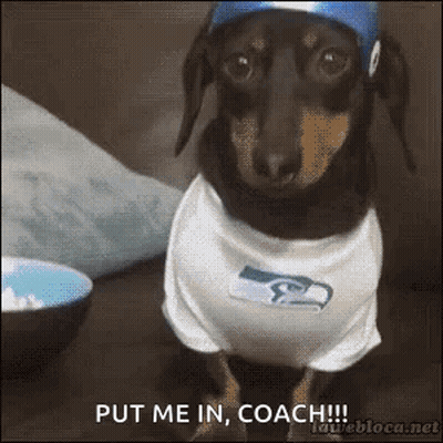 Dachshund In Seahawks Shirt Hat Put Me In Coach GIF