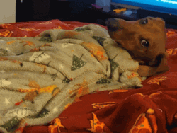 Dachshund Just Woke Up GIF