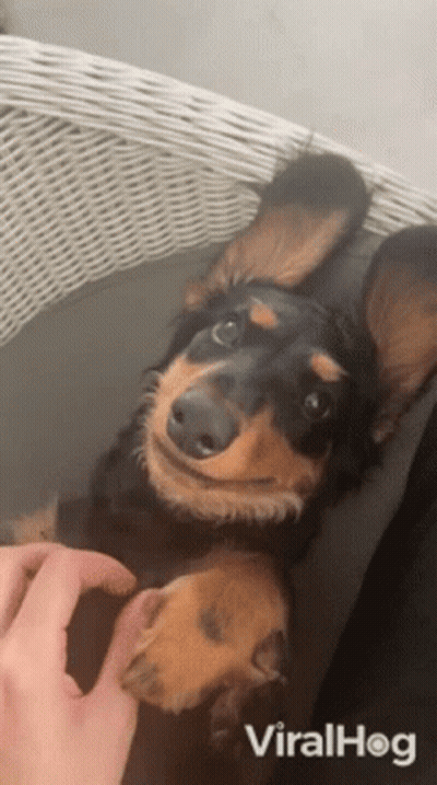 Dachshund Laying On Back In Wicker Chair Being Petted GIF