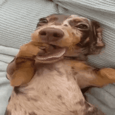 Dachshund Laying On Back With Toy In Mouth GIF